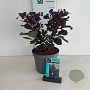 Cotinus cog. 'Royal Purple' 50-60 cm 35L