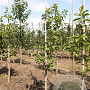 Halesia carolina 6-8 HO draadkluit