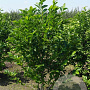 Magnolia kobus 250-300 cm draadkluit meerstammig