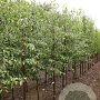 Pyrus betulifolia 8-10 HO draadkluit