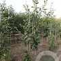 Quercus castaneifolia 'Green Spire' 8-10 HO draadkluit