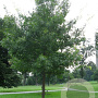 Quercus coccinea 35-40 HO draadkluit 250 cm stam