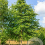 Quercus coccinea 'Splendens' 10-12 HO draadkluit
