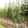 Sorbus aria 'Lutescens' 10-12 HO draadkluit