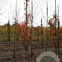Sorbus 'Flanrock' 10-12 HO draadkluit