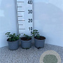 Spiraea betulifolia 'Tor' plantgoed C1.3