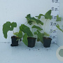 Phlomis tuberosa GM P9