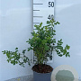 Rosa pimpinellifolia 30-40 cm 2,0L
