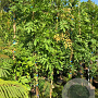 Wisteria formosa 'Issai Perfect' 175-200 cm 25L