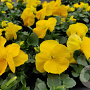 Viola hybride Grootbloemig Geel GM P9