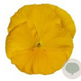 Viola hybride Grootbloemig Geel GM P9