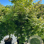 Acer palmatum 200-250 cm 20L