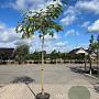 Albizia julibrissin 14-16 HO cont. 55L 225 cm stam