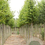 Carpinus bet. 'Frans Fontaine' 10-12 HO draadkluit