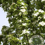 Crataegus monogyna 'Stricta' 250-300 cm cont. 150L meerstammig