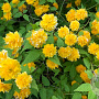 Kerria japonica 100-125 cm 40L struik