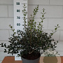 Osmanthus burkwoodii 40-50 cm 10L