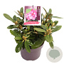 Rhododendron (Y) 'Morgenrot' 25-30 cm 5,0L