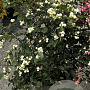 Symphoricarpos d. 'White Hedge' 50-60 cm 10L