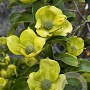 Cornus capitata 'Mountain Moon' 350-400 cm cont. 150L meerstammig