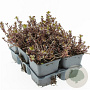 Sedum spurium 'Purple Winter' GM P9