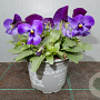 viola hybrida kleinbloemig blauw GM P9