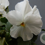 viola hybrida kleinbloemig wit GM P9