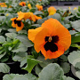 Viola hybride Grootbloemig Oranje GM P9
