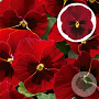 Viola hybride grootbloemig Rood GM P9
