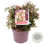 Abelia grandiflora 40 cm 7,5L