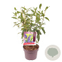 Buddleja d. 'Empire Blue' 50-60 cm 5,0L
