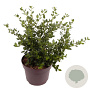 Ceanothus griseus 'Yankee Point' 40-45 cm 7,5L