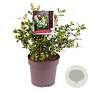 Escallonia 'Iveyi' 50-60 cm 10L
