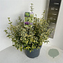 Euonymus fort. 'Emerald 'n' Gold' 40-45 cm 5,0L