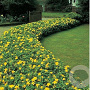 Hypericum calycinum 15 cm P9