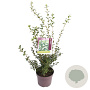 Osmanthus burkwoodii 60-65 cm 7,5L