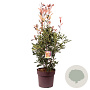 Photinia fraseri Thin Red 100-125 cm 20L