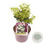 Pittosporum tobira 20-30 cm 3,0L