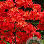 Rhododendron (AK) 'Fireball' 40 cm 5,0L