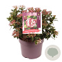 Viburnum tin. 'Gwenllian' 25-30 cm 7,5L
