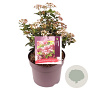 Viburnum tin. Lisarose 25-30 cm 7,5L