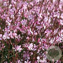 Gaura l. 'Siskiyou Pink' 15-20 cm P9