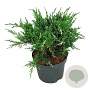 Juniperus pf. 'White Splash' 30-40 cm 6,5L