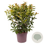 Prunus l. On Fire 100-120 cm 20L