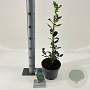 Ilex meserv. 'Blue Prince' 30-40 cm 3,0L