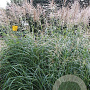 Miscanthus sin. 'Silberfeder' GM P9