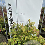 Acer japonicum 'Aconitifolium' 60-80 cm met kluit