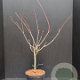 Acer japonicum 'Aconitifolium' 60-80 cm 10L