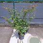 Acer palmatum 100-125 cm 10L