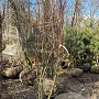 Acer palmatum 250-300 cm container meerstammig